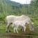 A mare and her young foal in a wooded pasture